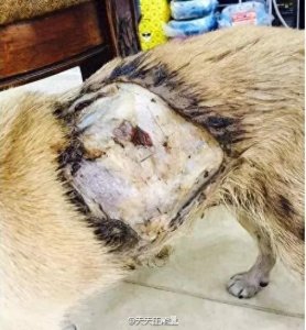 ​大连流浪狗遭人泼热油，不忍直视！