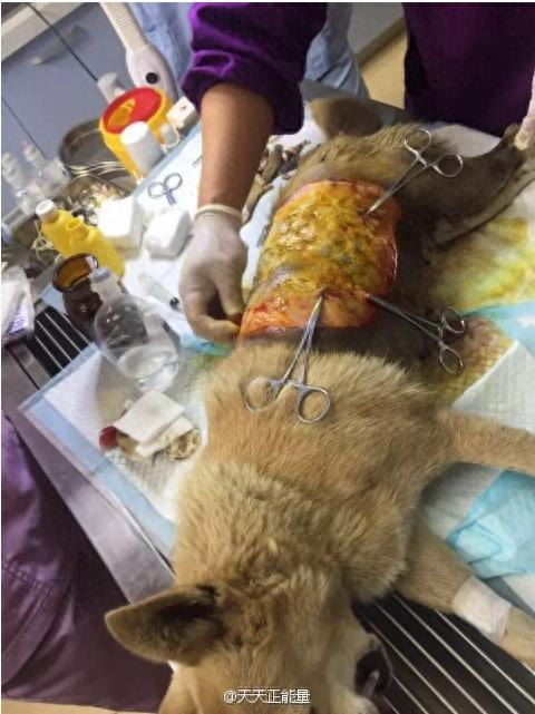 大连流浪狗遭人泼热油,不忍直视!