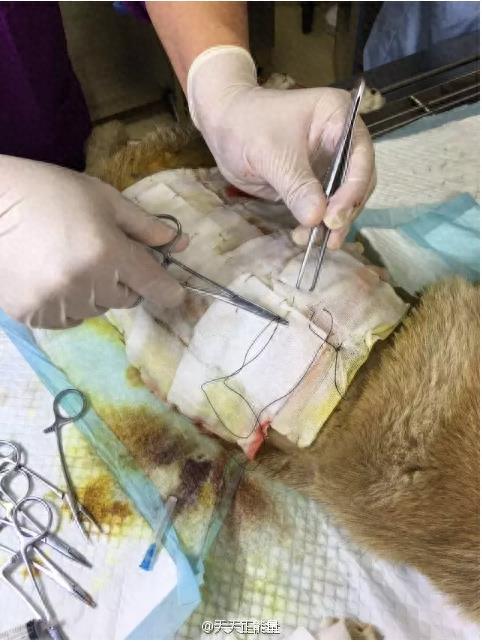 大连流浪狗遭人泼热油,不忍直视!