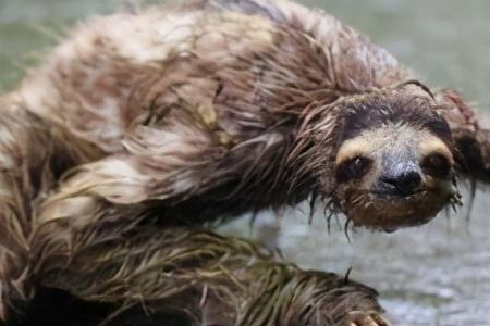 水月镜花指什么动物