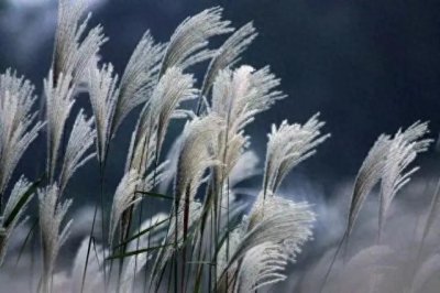 ​现代诗《步步清风》