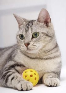 ​虎斑猫冷知识