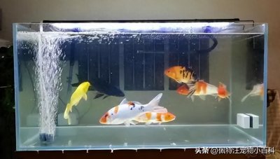 ​新鱼入缸后多久可以换水？