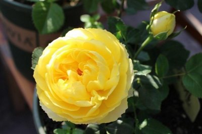 ​月季金丝雀，经典的大花月季，花型饱满似牡丹！