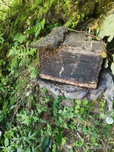 ​想收野蜜蜂的收藏吧—诱蜂水配方