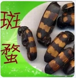 ​每日一味中药——斑蝥