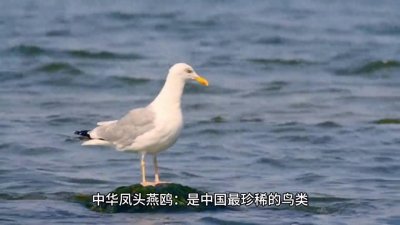 ​盘点中国全国最稀有的7种动物