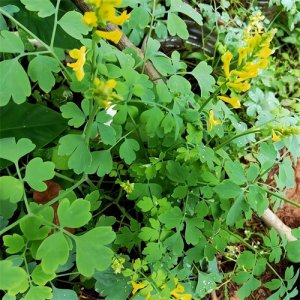 ​石缝里的野草，人称“岩黄连”，块茎价值珍贵，如果遇到记得珍惜