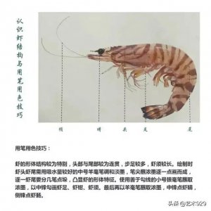 ​国画技法｜虾的画法教程，都是精华