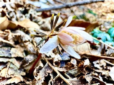 ​云台山又添新物种——多被银莲花