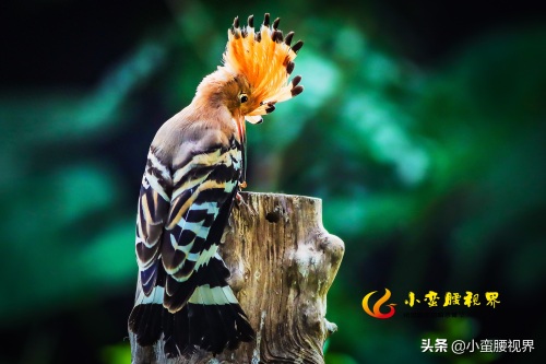 以色列的“国鸟”戴胜，圣经禁鸟。被封为以色列国鸟，寓意祥和