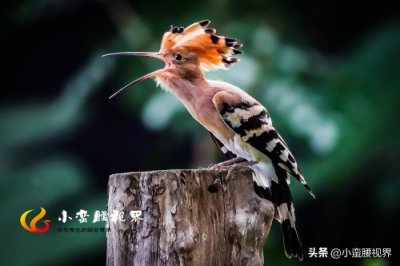 ​以色列的“国鸟”戴胜，圣经禁鸟。被封为以色列国鸟，寓意祥和