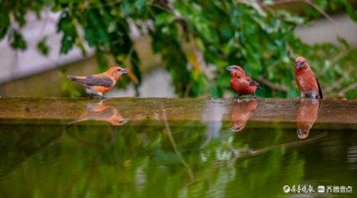 ​小巧可爱的交嘴雀