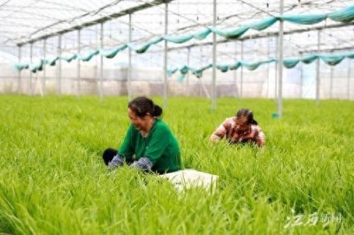 ​全南：有机蔬菜直销粤港澳