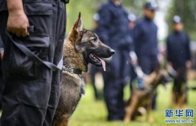 ​首只警用克隆犬怎么回事 曾被评为公安部一级功勋犬