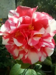 ​端庄秀雅的花露珍茶花