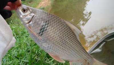​土鲮鱼怎么钓最好？分享3个土鲮鱼钓法技巧