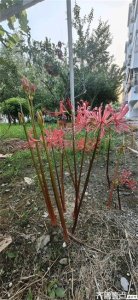 ​自信的石蒜花（随笔）