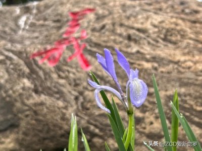 ​东北方言的后缀词——子（二）