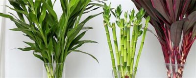 ​富贵竹养几根才最好