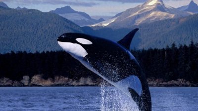 ​虎鲸的智商相当于人类多少岁