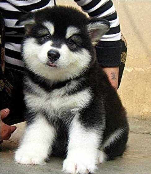 阿拉斯加雪橇犬：北欧所有犬种中最强壮有力的工作犬