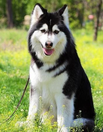 阿拉斯加雪橇犬：北欧所有犬种中最强壮有力的工作犬