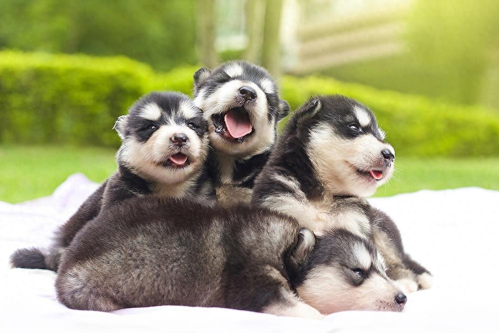 阿拉斯加雪橇犬：北欧所有犬种中最强壮有力的工作犬