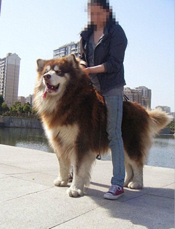 阿拉斯加雪橇犬：北欧所有犬种中最强壮有力的工作犬