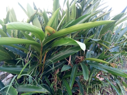 山姜-你见过吗？