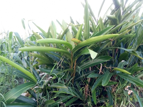 山姜-你见过吗？