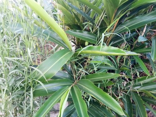 山姜-你见过吗？