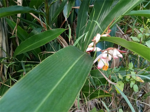 山姜-你见过吗？