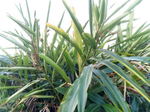 山姜-你见过吗？