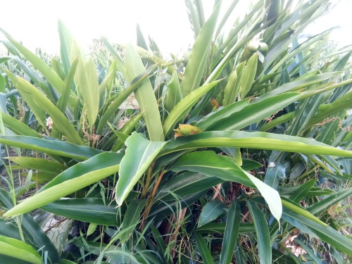 山姜-你见过吗？