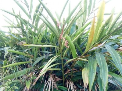 ​山姜-你见过吗？