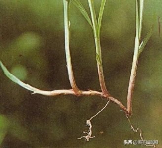 ​水蜈蚣，是生在水里的蜈蚣吗？会咬人吗？