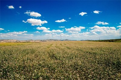 ​美图庆阳：荞麦花