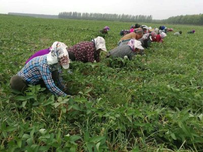 ​毛葱丰收啦！